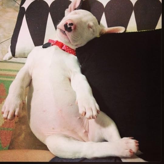 Bull Terrier Sleeping 8