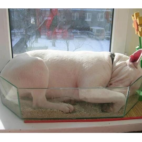 Bull Terrier Sleeping 9