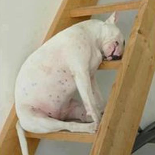 Bull Terrier Sleeping 10