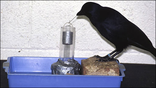 Betty the problem-solving crow (BBC)
