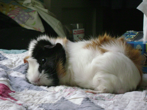 Gentle reader/viewer, Mortemer is napping in this picture. I’m both telling and showing here. Ha.