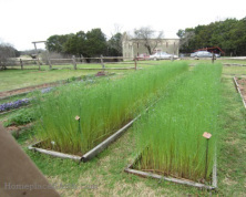 flax at Homestead Heritage TX on 2-22-16--BLOG