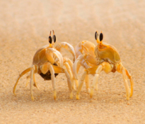 crabsonbeach