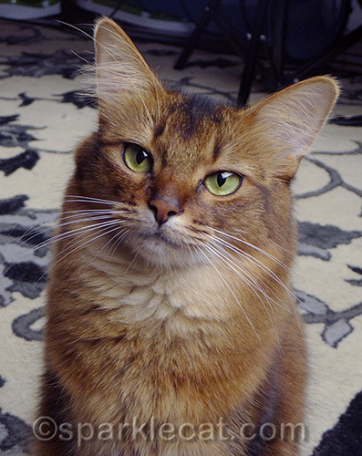 somali cat portrait