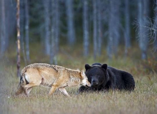 Nordic Thoughts: Bear and wolf's unlikely friendship...: 