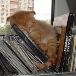 Books & kitten