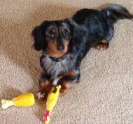 Riley and toys