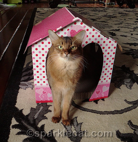 somali cat with valentine scratcher house
