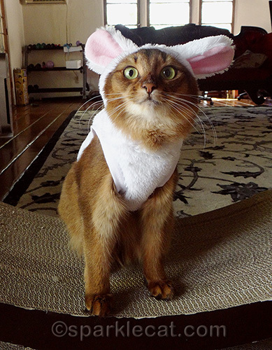 somali cat wearing a bunny costume