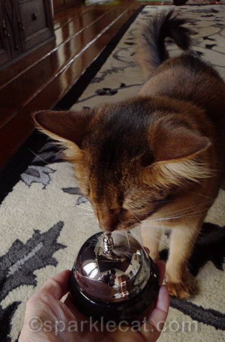 somali cat looks at service bell