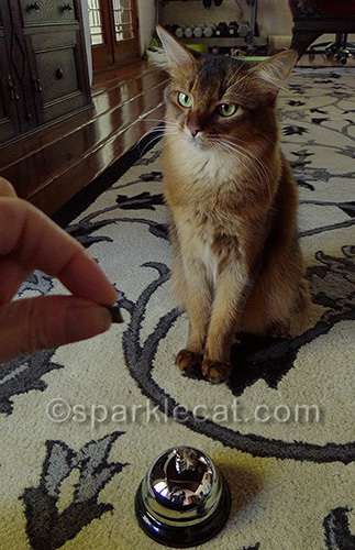 Somali cat learning how to ring a service bell