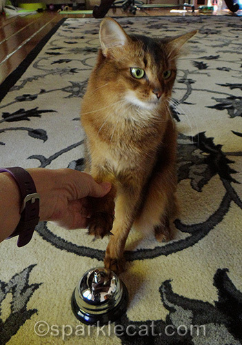 somali cat being shown how to ring bell