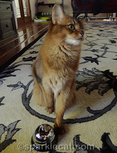 somali cat raising paw to ring bell