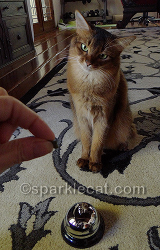 somali cat not sure about ringing bell for treat