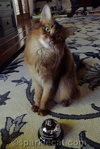 somali cat looking cute for treats