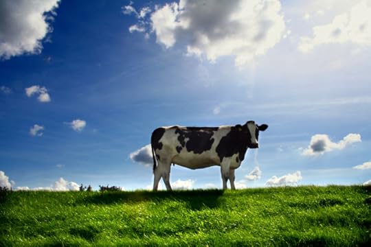 cow-field-animal-farm-grass-sky-free_312928