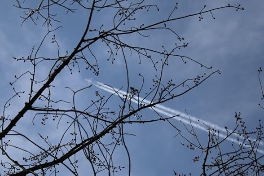 A slightly fuzzy plane through a tree.