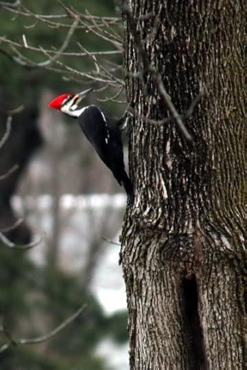 Profile shot of a woodpecker on a tree across the street.