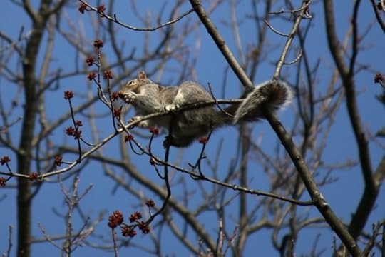 A squirrel high up in a tree.