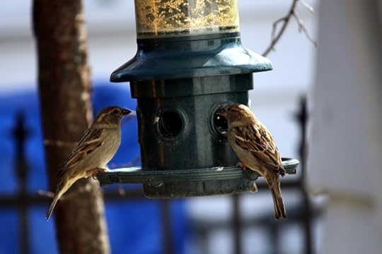 Little birds on the feeder.