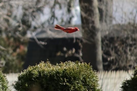 Hovercardinal goes whirrrrrrrr