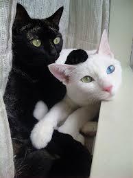 black cat white cat