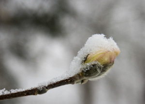 royal-star-magnolia-bud-in-snow