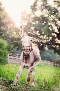 Happy Donkey