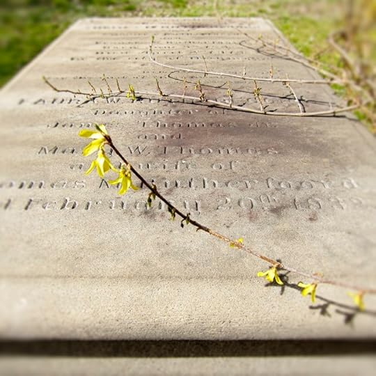 rich forsythia web