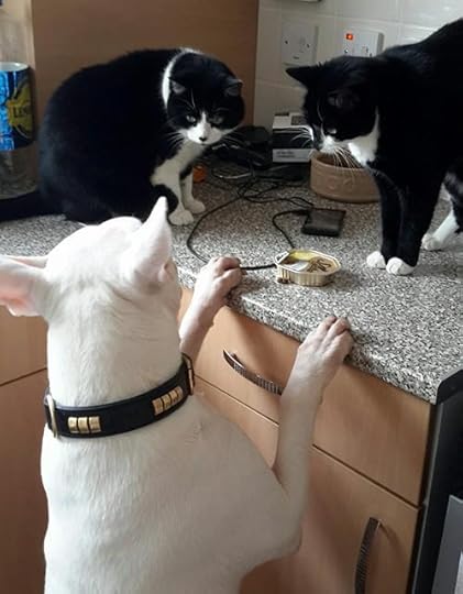 bull terrier and cats