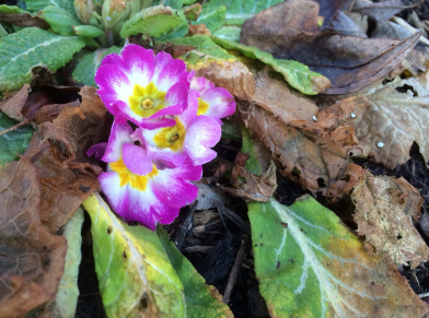 Primrose