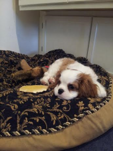 Jos12Wks
