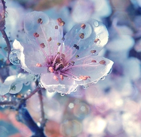Bloom1