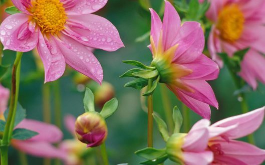 Bloom2