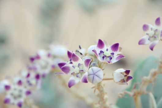 Bloom5