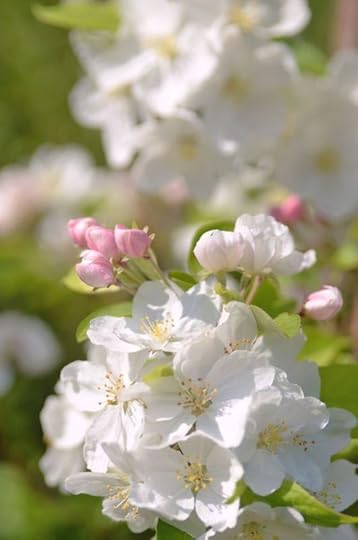 Bloom7