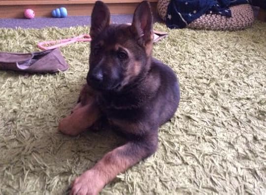 12806051_10153932597296054_8076102792091990083_n