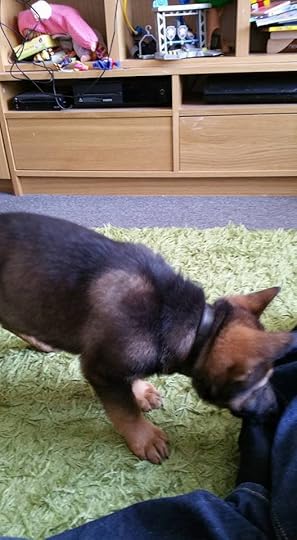 12670400_10153931007961054_7439123105478359416_n