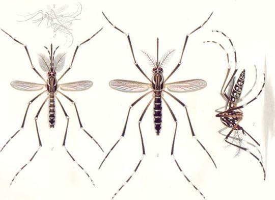 Aedes_aegypti_E-A-Goeldi_1905