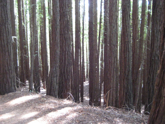 2013 -Redwoods in Mill Valley