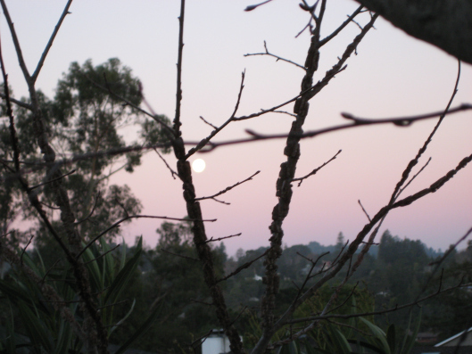 2014 - Morning Moon in the Back Yard (San Mateo)