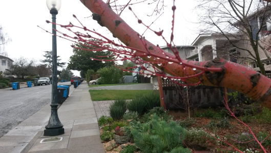 2016-02-02 Rain in San Mateo