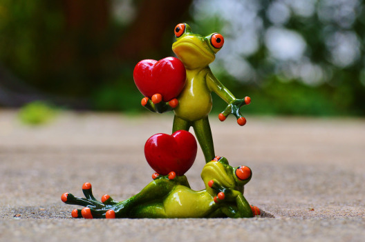 frogs-903176_1920