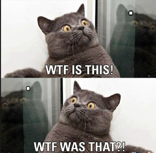 stunned-kitty