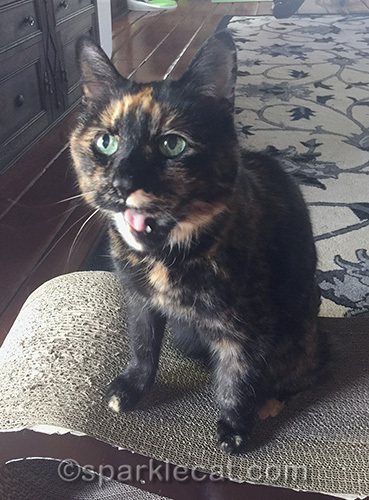 tortoiseshell cat meowing