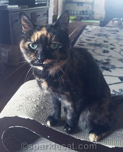 tortoiseshell cat looks at camera