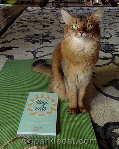 somali cat poses on cat yoga mat with copy of Yogi Cats
