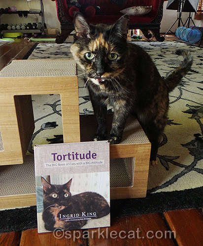 tortoiseshell cat with copy of Tortitude book