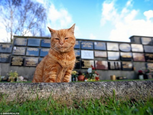 cemetery_cat