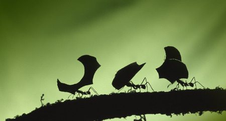 LeafCutterAnts_DE-DE3252262952_yhht17